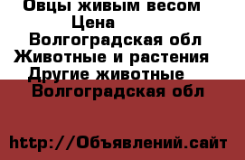 Овцы живым весом › Цена ­ 100 - Волгоградская обл. Животные и растения » Другие животные   . Волгоградская обл.